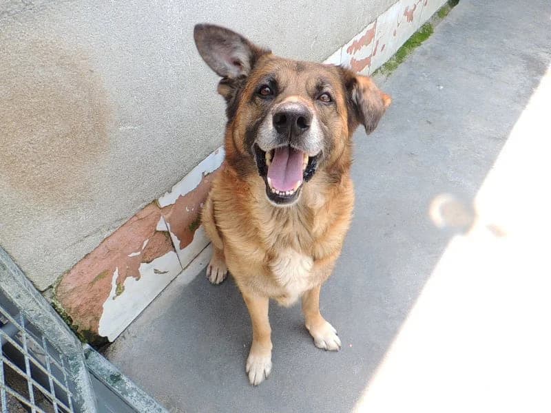 Turrón, Mixed Breed (Protectora de Lugo)