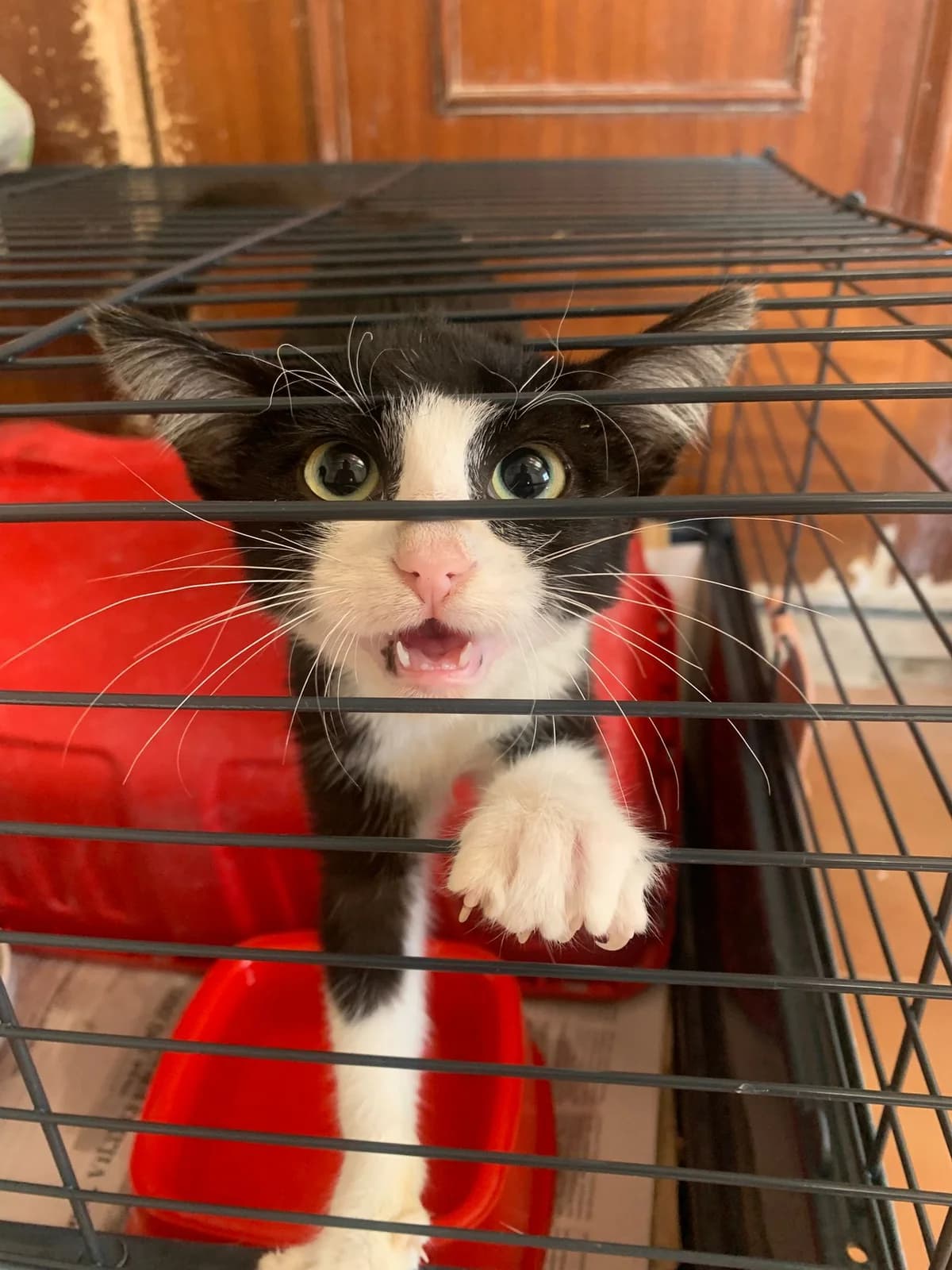 TUX,  Mixed Breed for adoption at Protectora de Lugo
