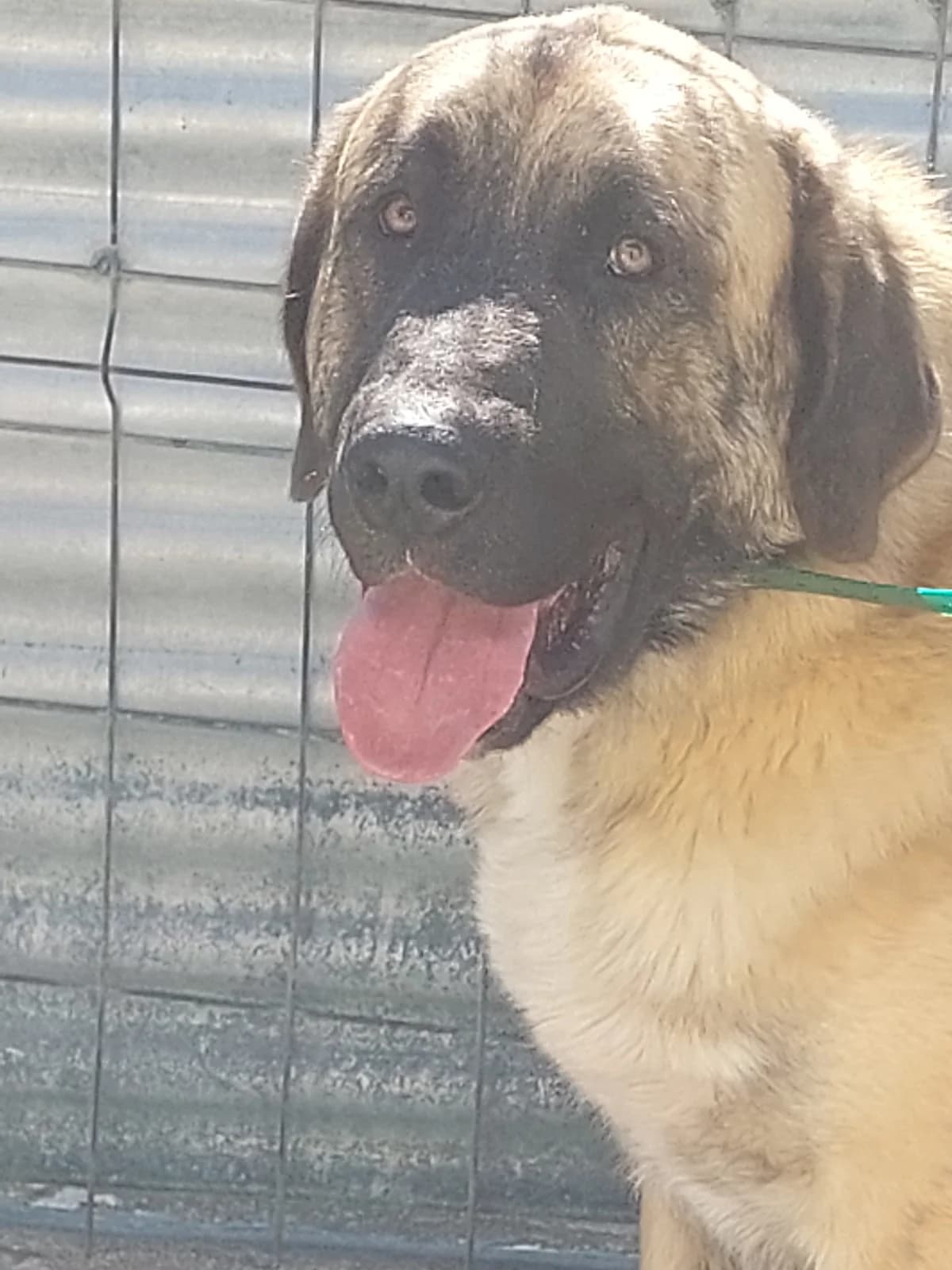 VAGABUNDO,  Mixed Breed for adoption at Protectora de Lugo