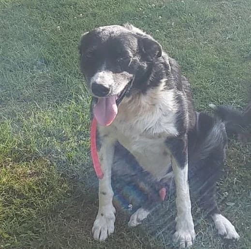 Val 1, Mixed Breed (Protectora de Lugo)
