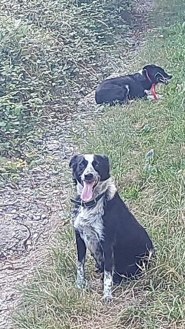Val 2, Mixed Breed (Protectora de Lugo)