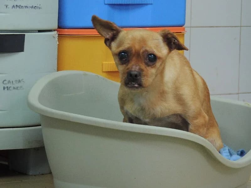 Vicentín, Mixed Breed (Protectora de Lugo)