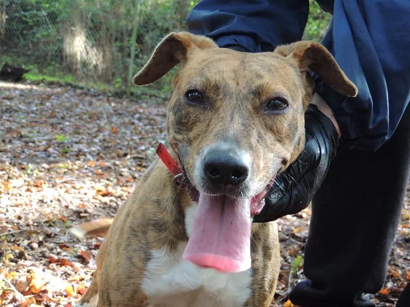 Xila, Mixed Breed (Protectora de Lugo)