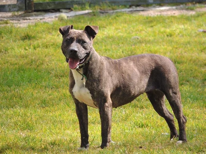 Yaka, Mixed Breed (Protectora de Lugo)