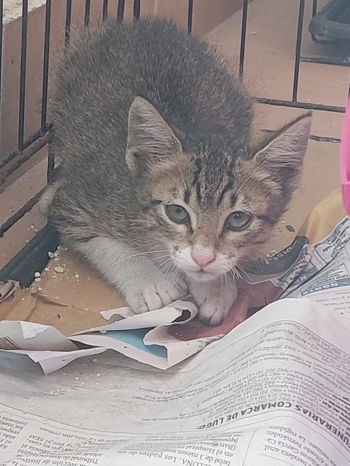 ZAPATOS,  Mixed Breed for adoption at Protectora de Lugo