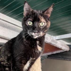 LEAH, Mixed Breed (SPAM Mataró)