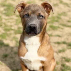 ZANDER, male Mixed Breed for adoption at SPAM Mataró