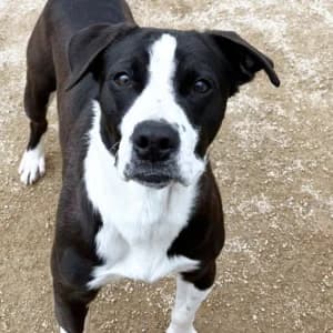 VOLKOV, male Mixed Breed for adoption at SPAM Mataró
