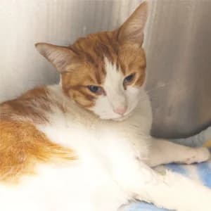 MICKY, male 5yo Mixed Breed for adoption at SPAM Mataró