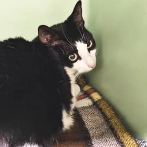 MOUSSE, male 5yo Mixed Breed for adoption at SPAM Mataró