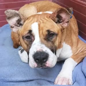 XHEILA, female young Mixed Breed for adoption at SPAM Mataró
