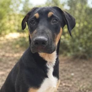 MUSTANG, male Mixed Breed for adoption at SPAM Mataró