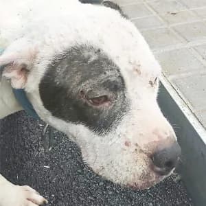 SAMANA, female young Mixed Breed for adoption at SPAM Mataró