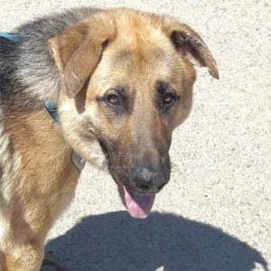 THOR, male young Mixed Breed for adoption at SPAM Mataró