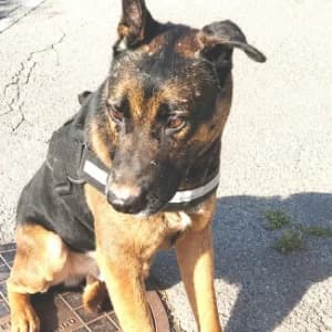 REX, male 7yo Mixed Breed for adoption at SPAM Mataró