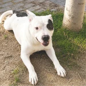 DRAKO, male 3yo Mixed Breed for adoption at SPAM Mataró