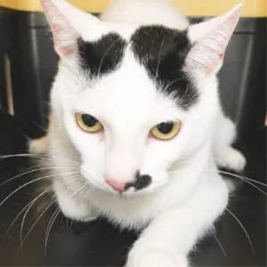 NICHOLSON, male young Mixed Breed for adoption at SPAM Mataró