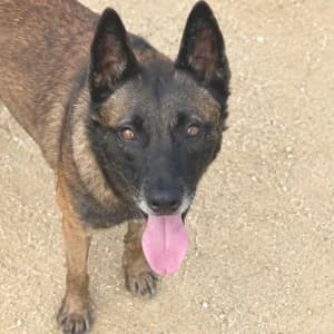 GATOJAZZ, male 6yo Mixed Breed for adoption at SPAM Mataró