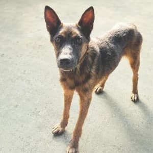 RENARDE, female 6yo Mixed Breed for adoption at SPAM Mataró