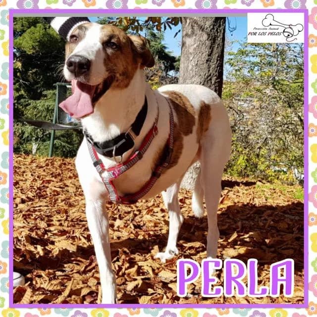 Perla, female Galgo Español for adoption at Protectora por los pelos