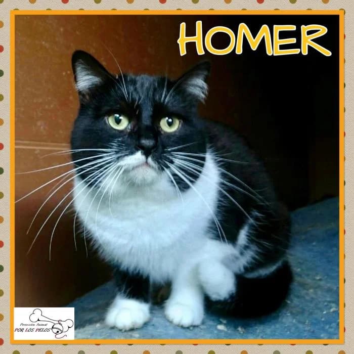 Homer, male European Shorthair for adoption at Protectora por los pelos