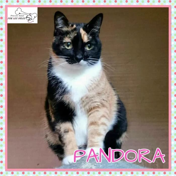 Pandora, female mixed breed for adoption at Protectora por los pelos