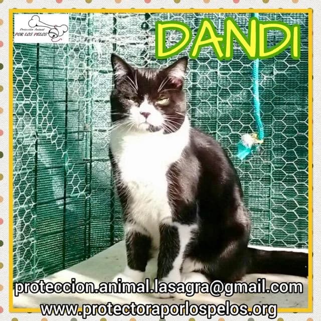 Dandi, male European Shorthair for adoption at Protectora por los pelos