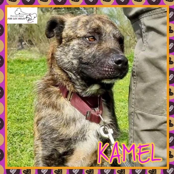 Kamel, male Mixed Breed for adoption at Protectora por los pelos