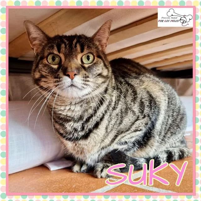 Suky, female European Shorthair for adoption at Protectora por los pelos