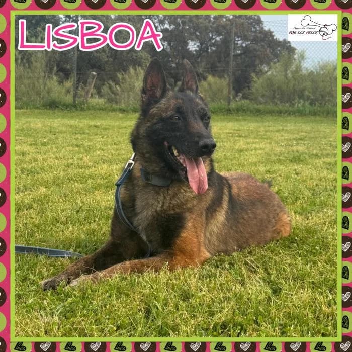 Lisboa, female Belgian Malinois for adoption at Protectora por los pelos