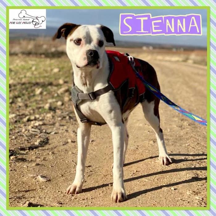 Sienna, female mixed breed for adoption at Protectora por los pelos