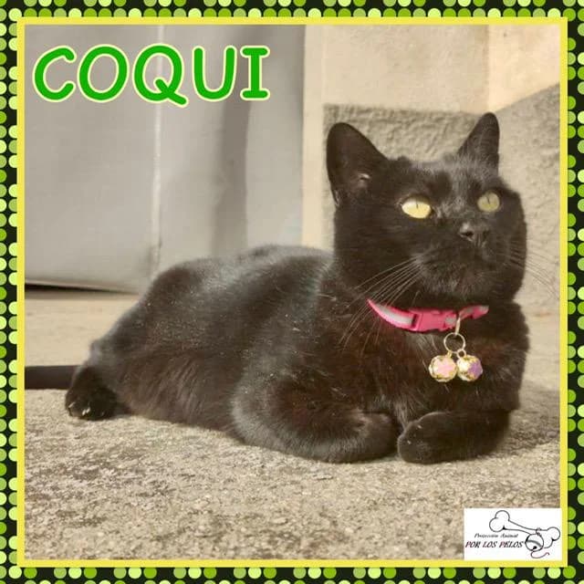 Coqui, female European Shorthair for adoption at Protectora por los pelos