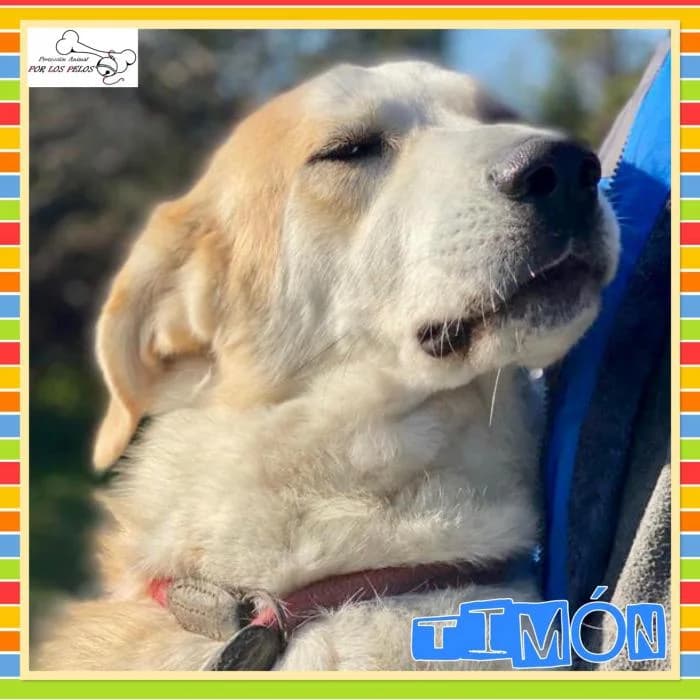 Timon, male Golden Retriever for adoption at Protectora por los pelos