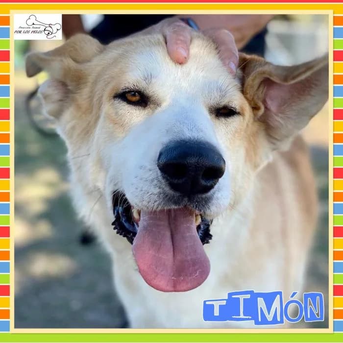Timon, male Golden Retriever for adoption at Protectora por los pelos