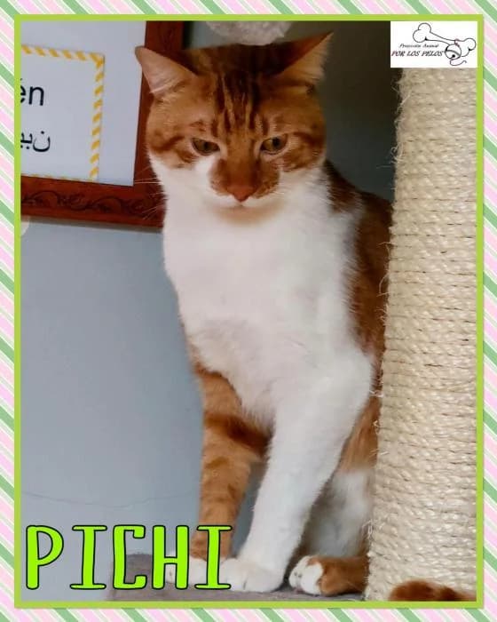 Pichi, male mixed breed for adoption at Protectora por los pelos