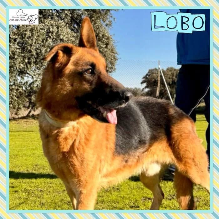 Lobo, male mixed breed for adoption at Protectora por los pelos