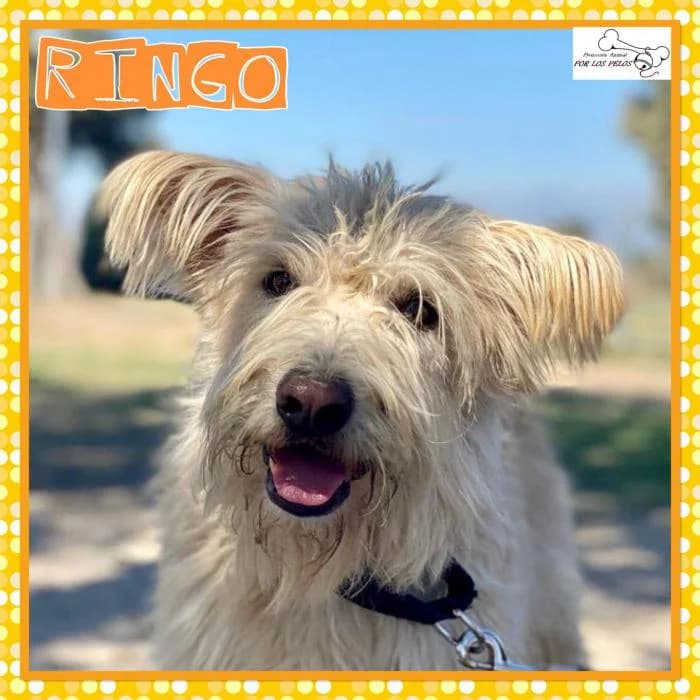 Ringo, male mixed breed for adoption at Protectora por los pelos