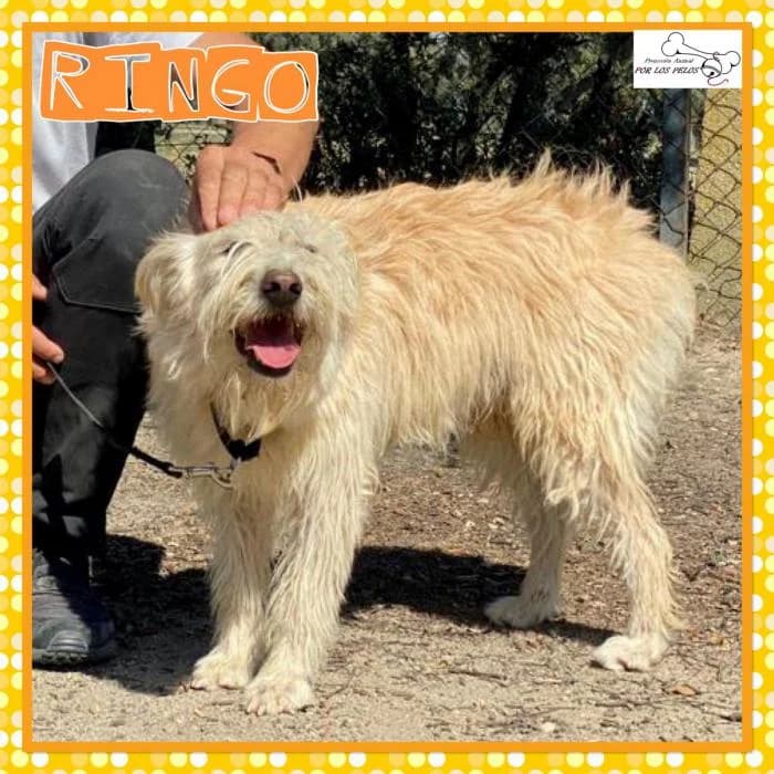 Ringo, male mixed breed for adoption at Protectora por los pelos