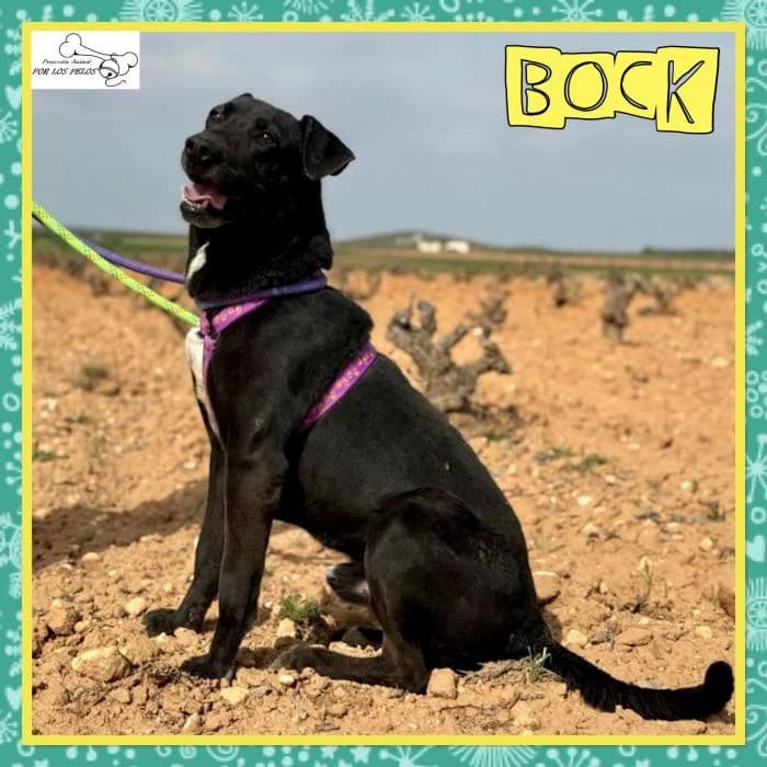 Bock, male Labrador Retriever for adoption at Protectora por los pelos