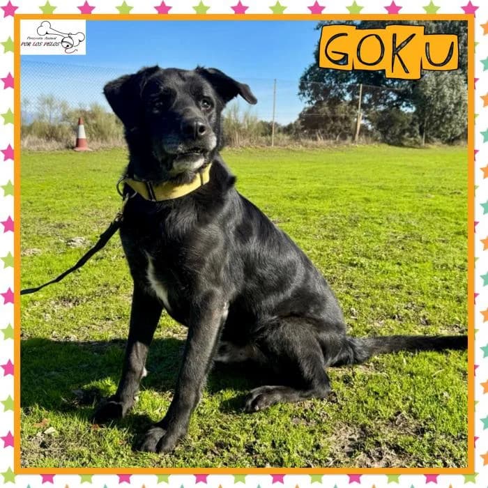 Goku, male Labrador Retriever for adoption at Protectora por los pelos