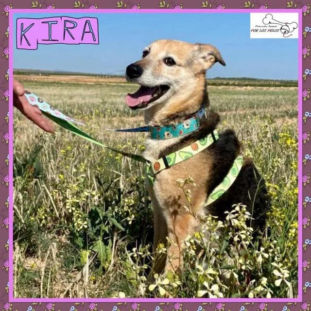 Kira, female mixed breed for adoption at Protectora por los pelos