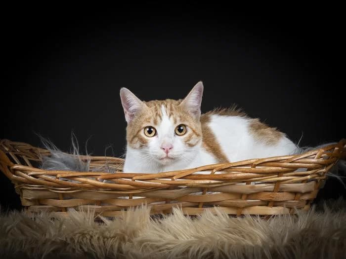 Camelia, female European Shorthair for adoption at Protectora por los pelos