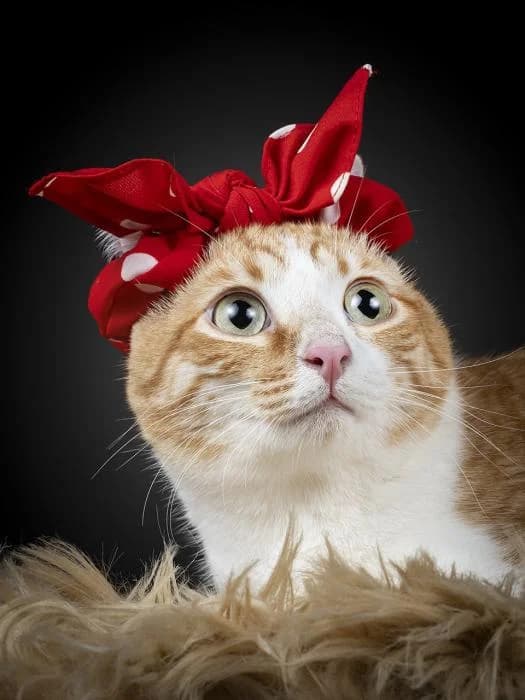 Magnolia, female European Shorthair for adoption at Protectora por los pelos