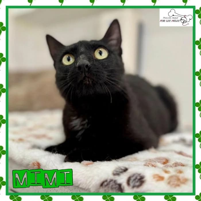 Mimi, female European Shorthair for adoption at Protectora por los pelos