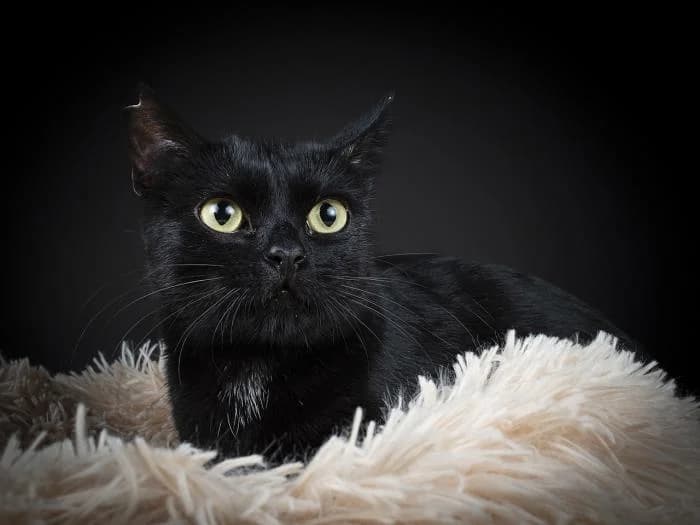 Bella, female European Shorthair for adoption at Protectora por los pelos