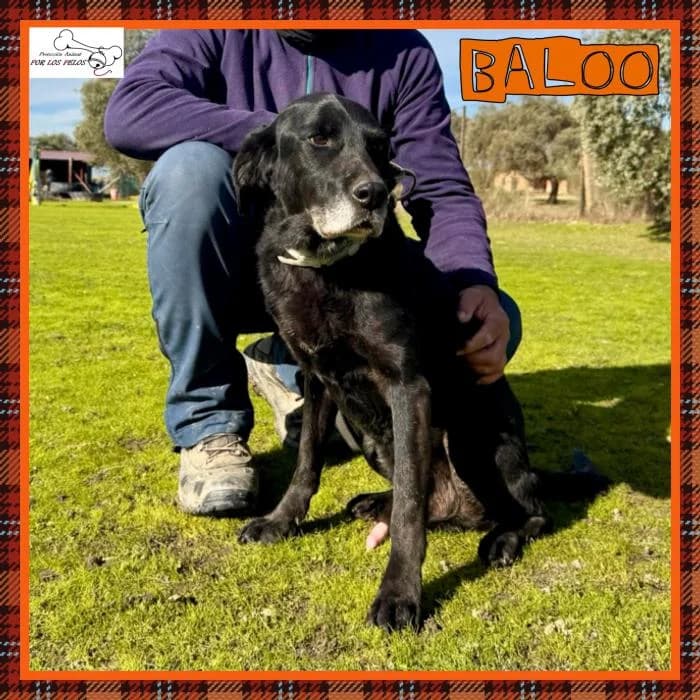 Baloo, male Labrador Retriever for adoption at Protectora por los pelos
