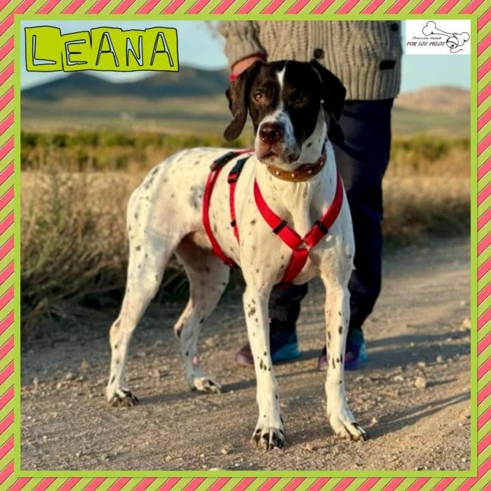 Leana, female mixed breed for adoption at Protectora por los pelos