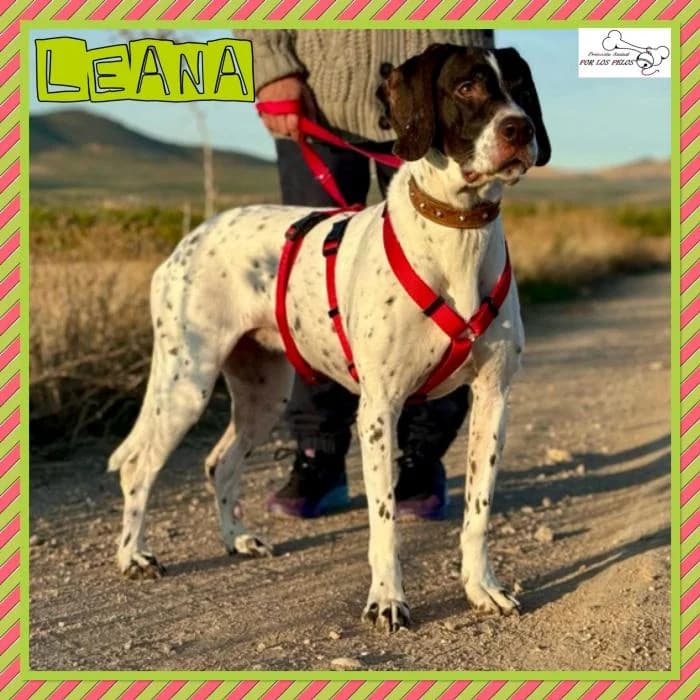Leana, female mixed breed for adoption at Protectora por los pelos