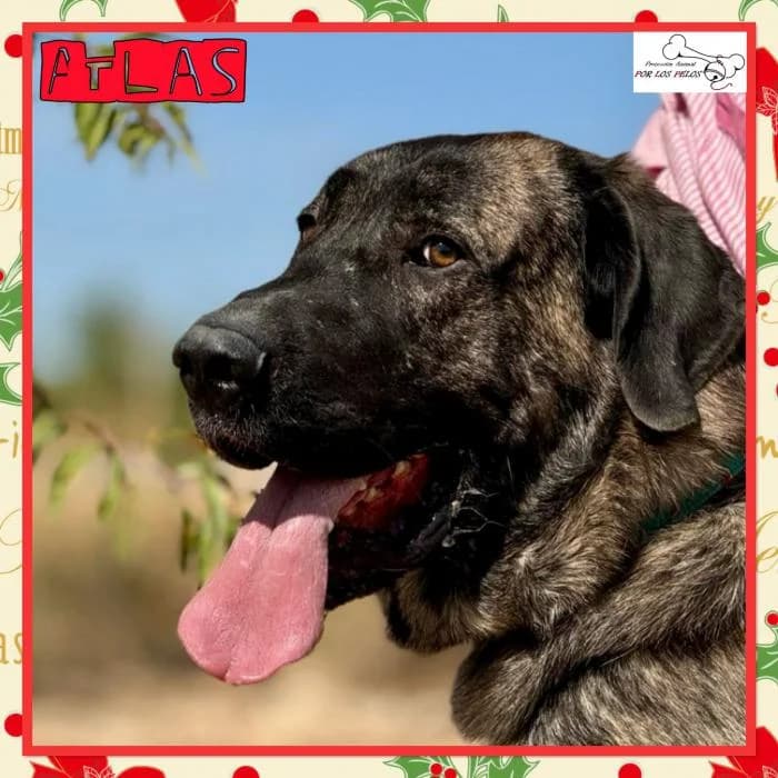 Atlas, male mixed breed for adoption at Protectora por los pelos