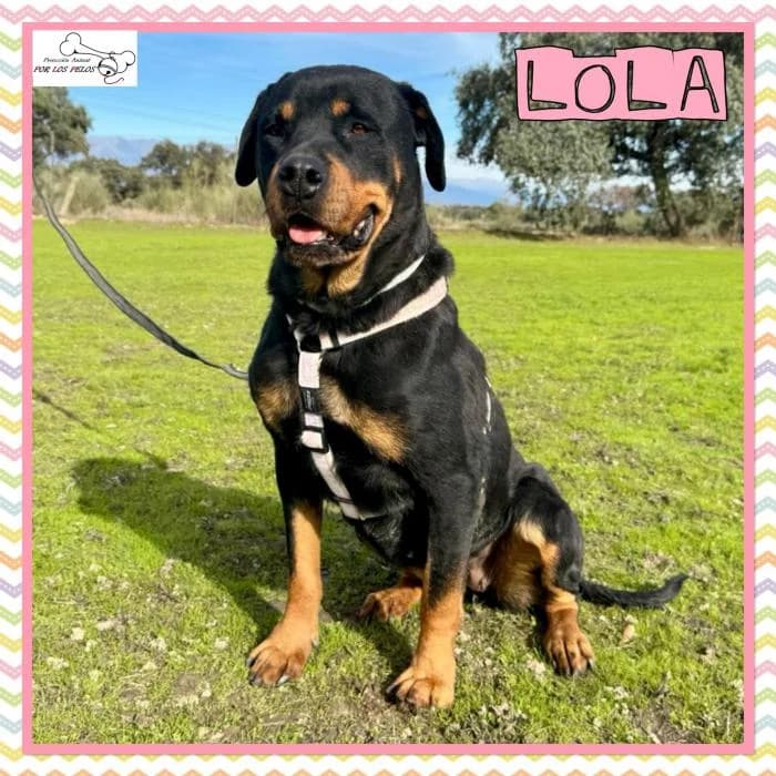 Lola, female Rottweiler for adoption at Protectora por los pelos